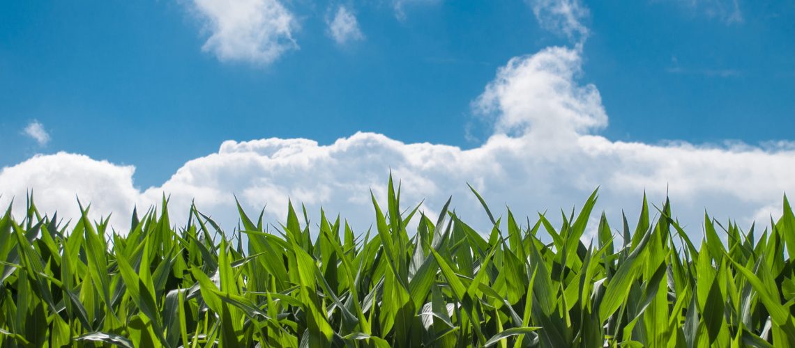 corn-blue-sky