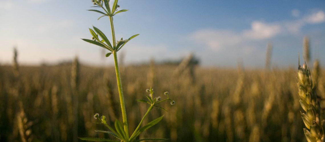 kaboompics.com_Plant